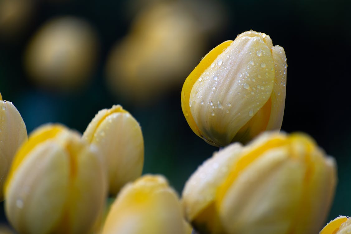 A close up of yellow tulips with water droplets