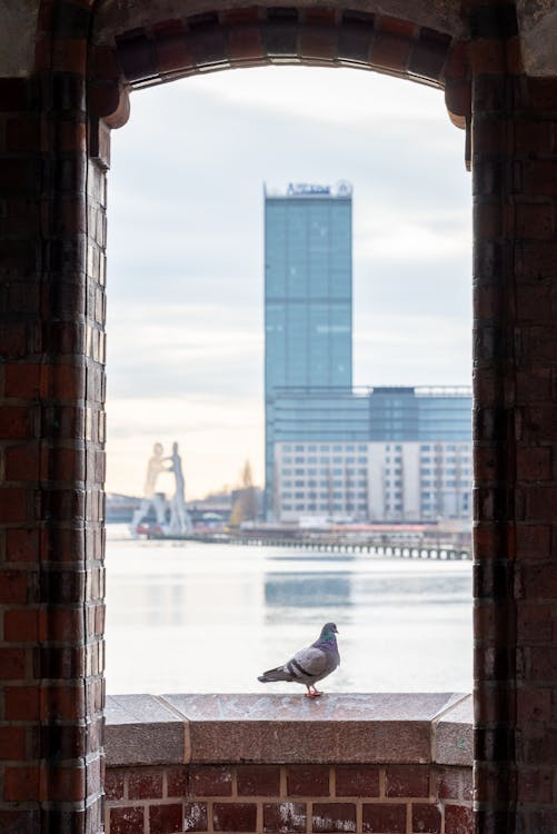A pigeon sitting on a window sill looking out at the city