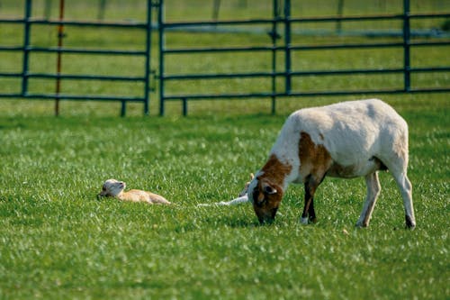 無料 芝生の上を歩く茶色と白のコーティングされたヤギ 写真素材