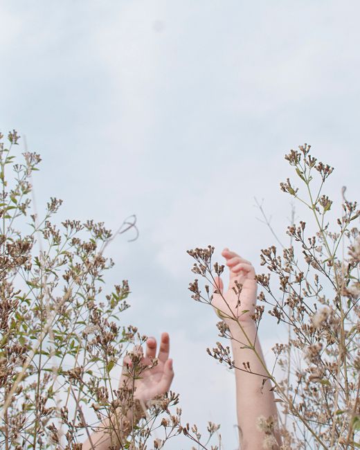 Uplifting image of hands reaching through tall wildflowers against a bright sky.