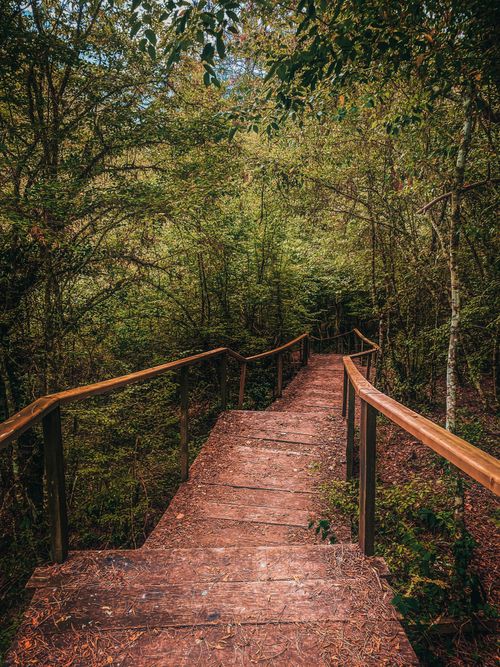 Brown Stair Between Trees · Free Stock Photo