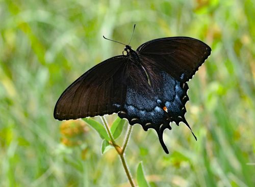 Free Close-up of a black spicebush swallowtail butterfly resting on a leaf outdoors. Stock Photo