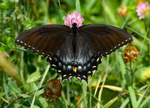 Free A detailed view of a Spicebush Swallowtail butterfly resting on a flower in a lush meadow. Stock Photo