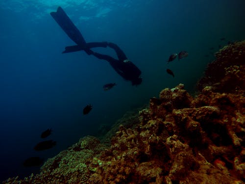 бесплатная Фотография человека, плавающего под водой Стоковое фото