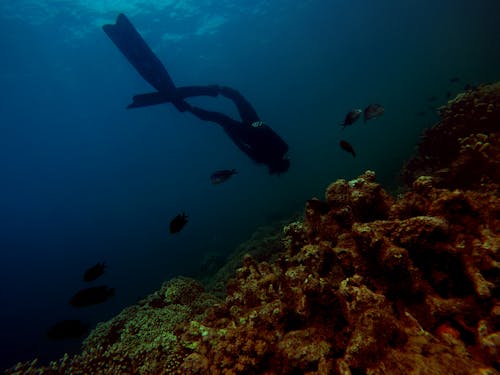 Fotografie Van Persoon Die Onder Water Zwemt