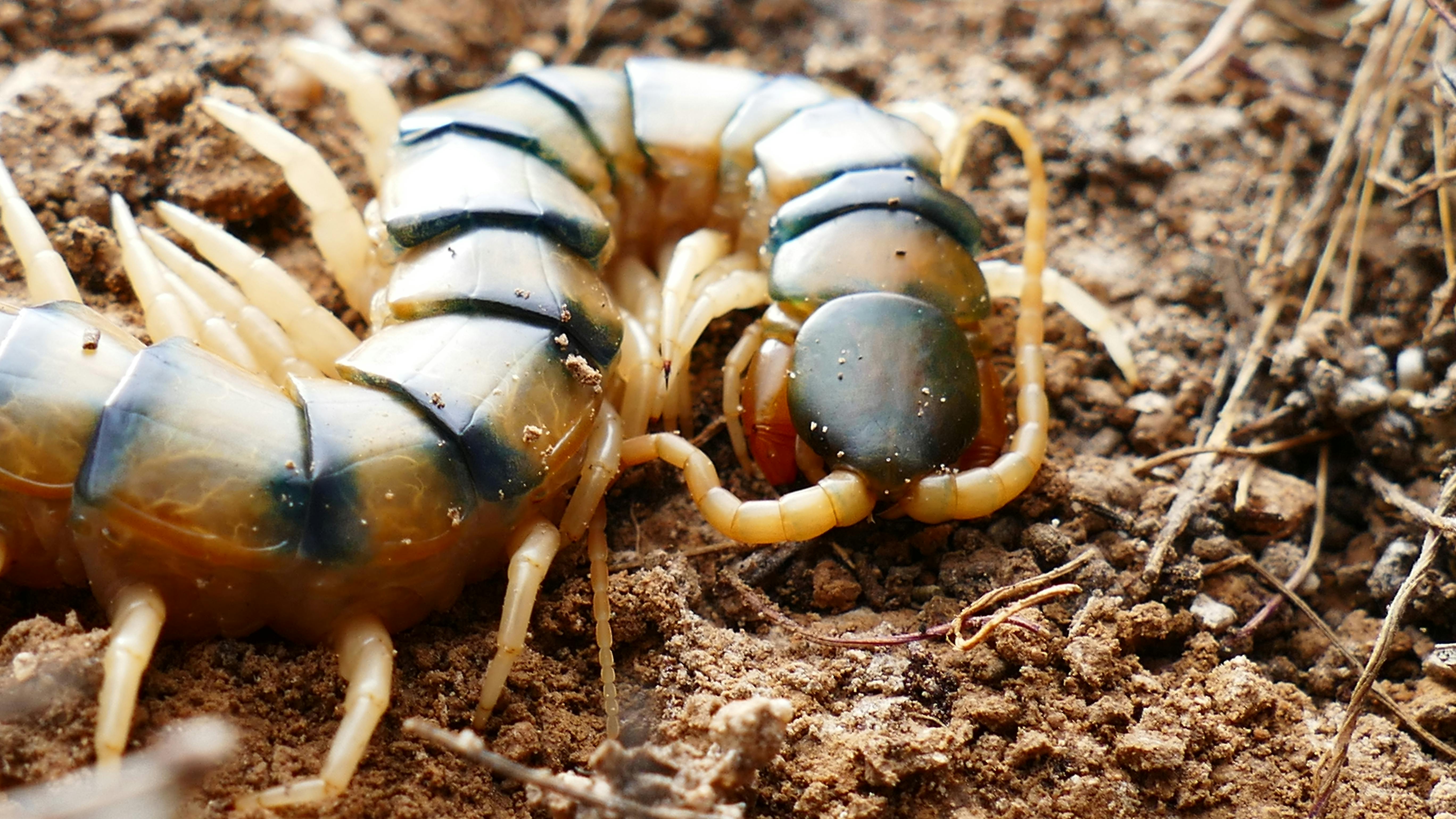 A pale house centipede with long, spindly legs crawling on a surface