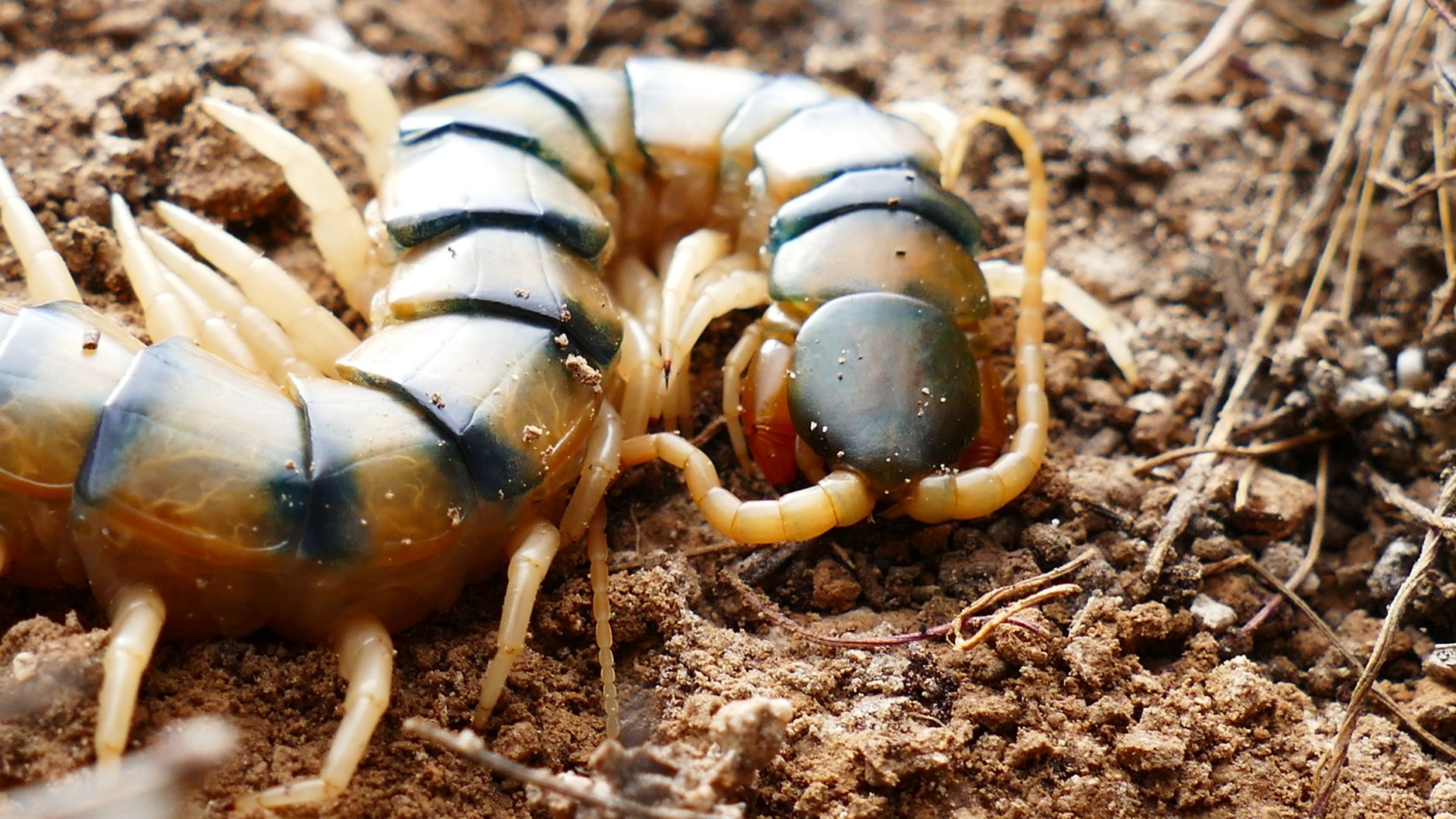 Creepy Crawlies in Tech: Detecting & Defeating Hidden Bugs