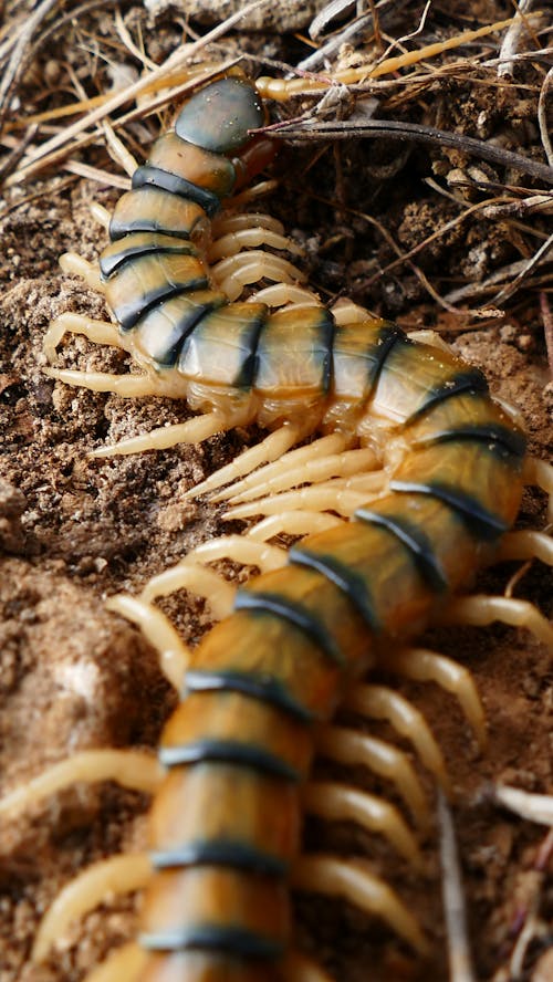 A large centipede crawling on the ground