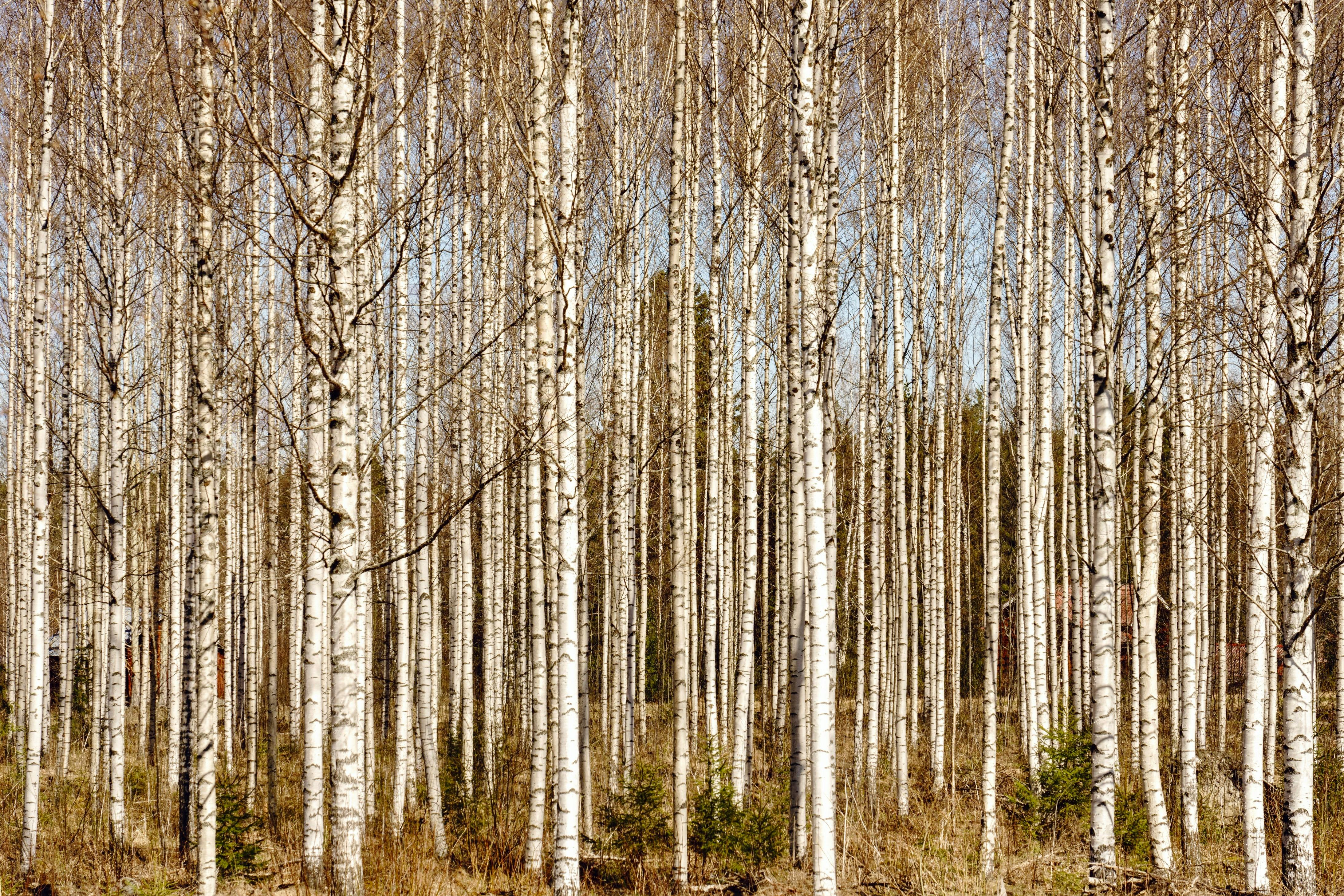 Dense birch forest with tall white trunks creating a serene woodland scene under a clear sky.