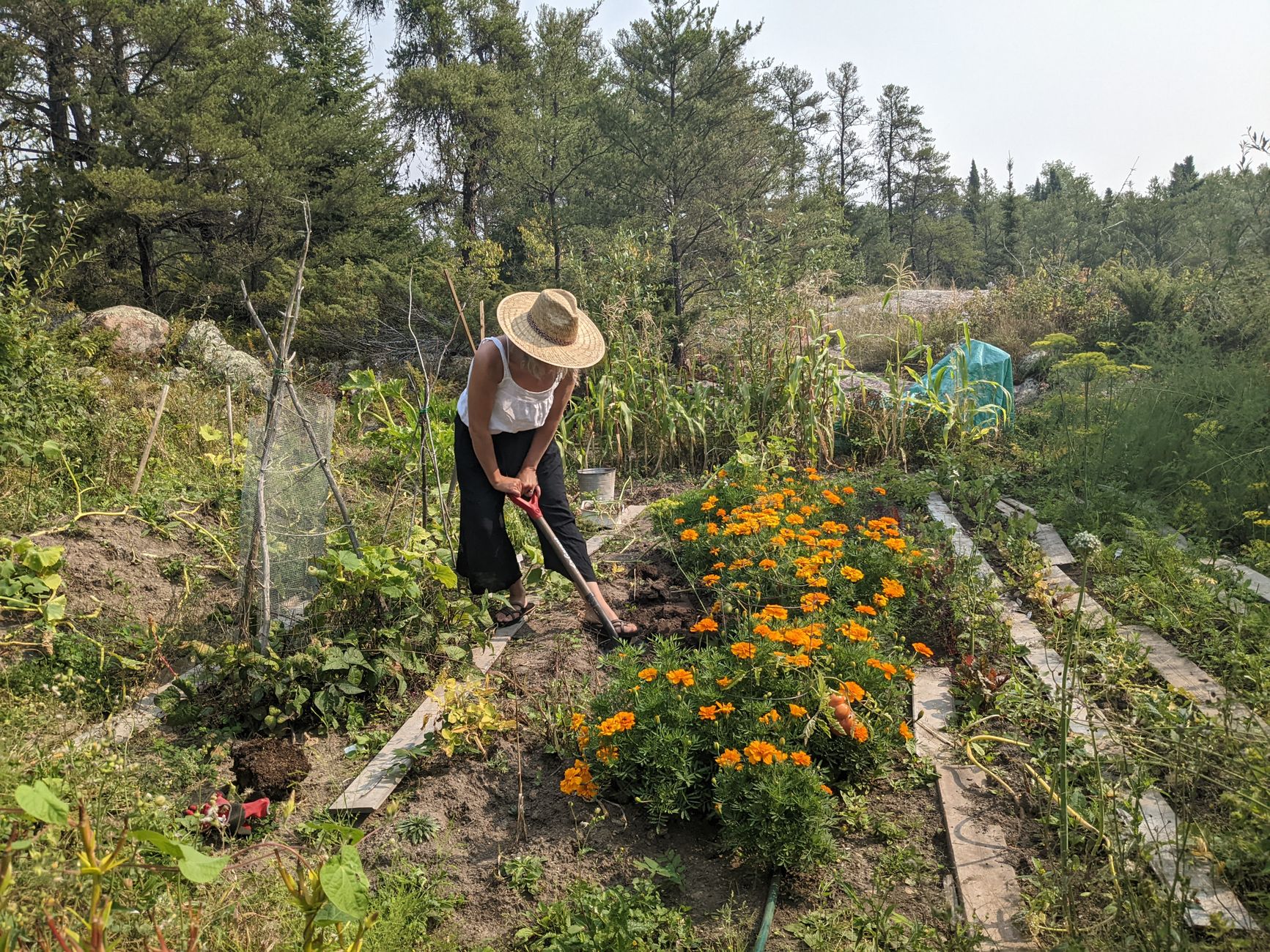 Maximizing Direct Sunlight for Sun-Loving Vegetables and Flowers: A DIY Guide to Strategic Reflective Panel Placement in Borderline Shady Spots