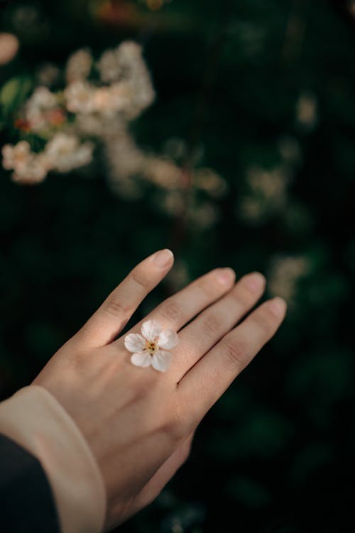 Close-up of Woman Holding a Delicate Flower between Her Fingers 