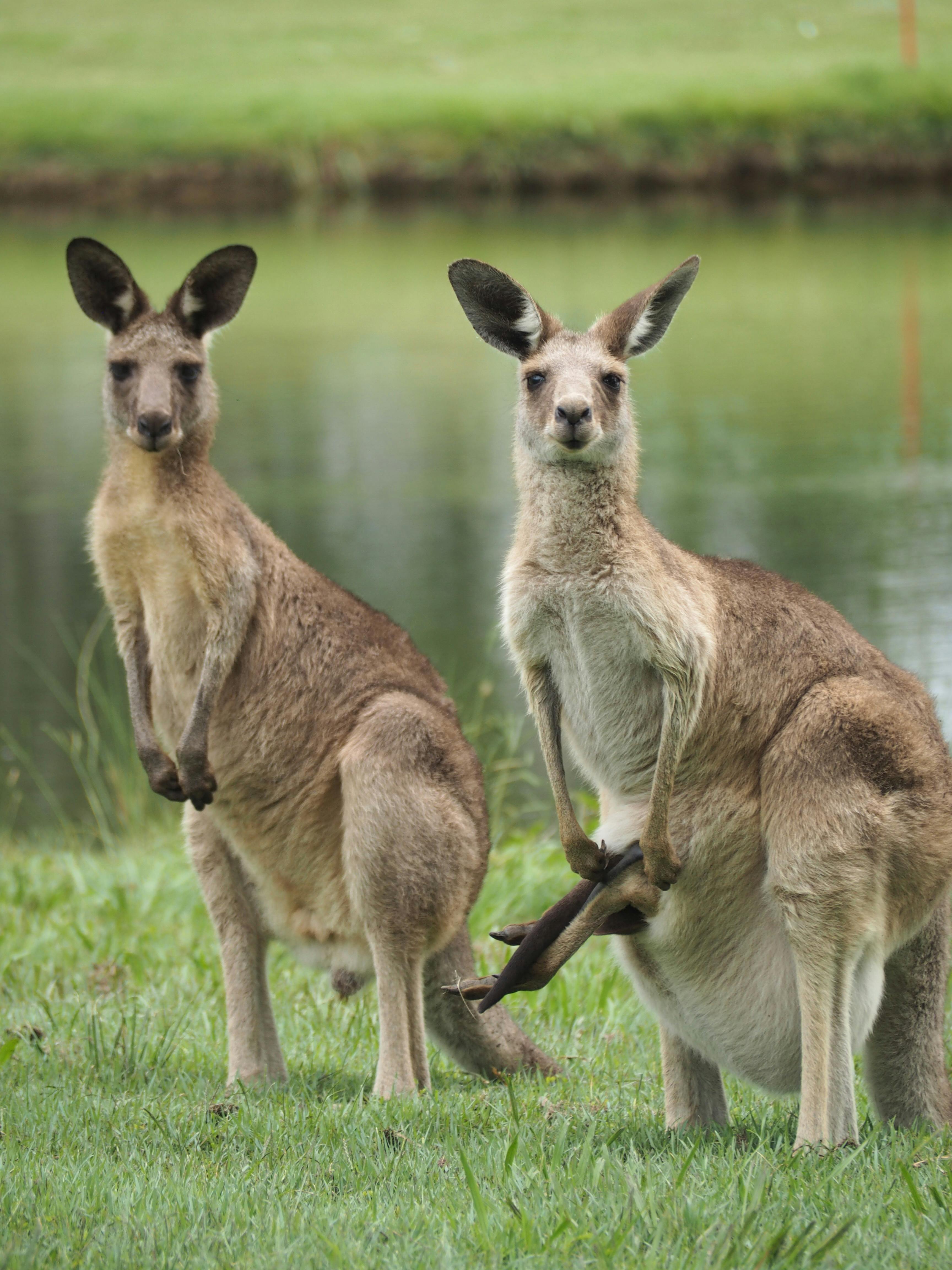 Two kangaroos near a pond in Wacol, Queensland, Australia.