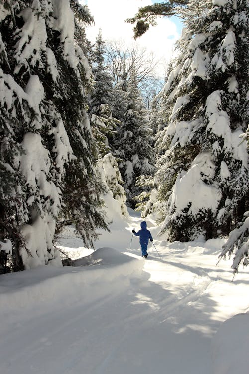 Free stock photo of cross country skiing, kids, kids outdoors