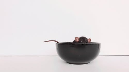 Free stock photo of animal, bowl, dishes