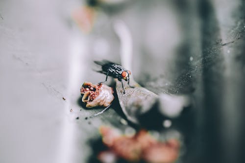Gratis arkivbilde med flue, insekt, makro Arkivbilde