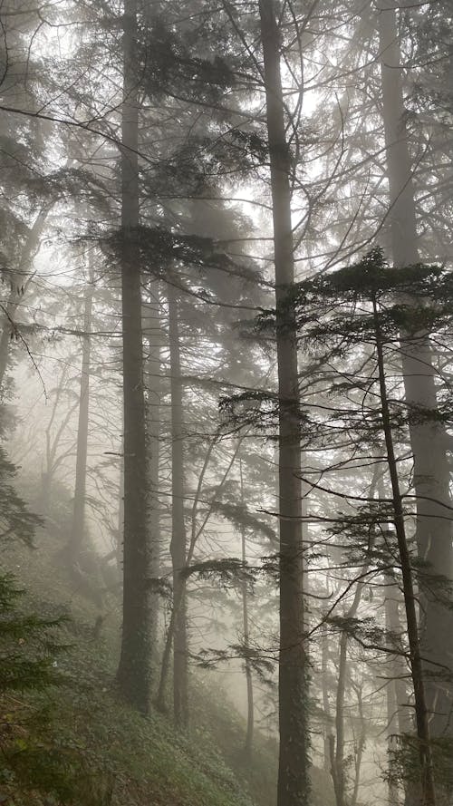 A foggy forest with tall trees and fog