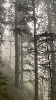A serene misty forest with towering trees creating a tranquil and mystical ambiance.