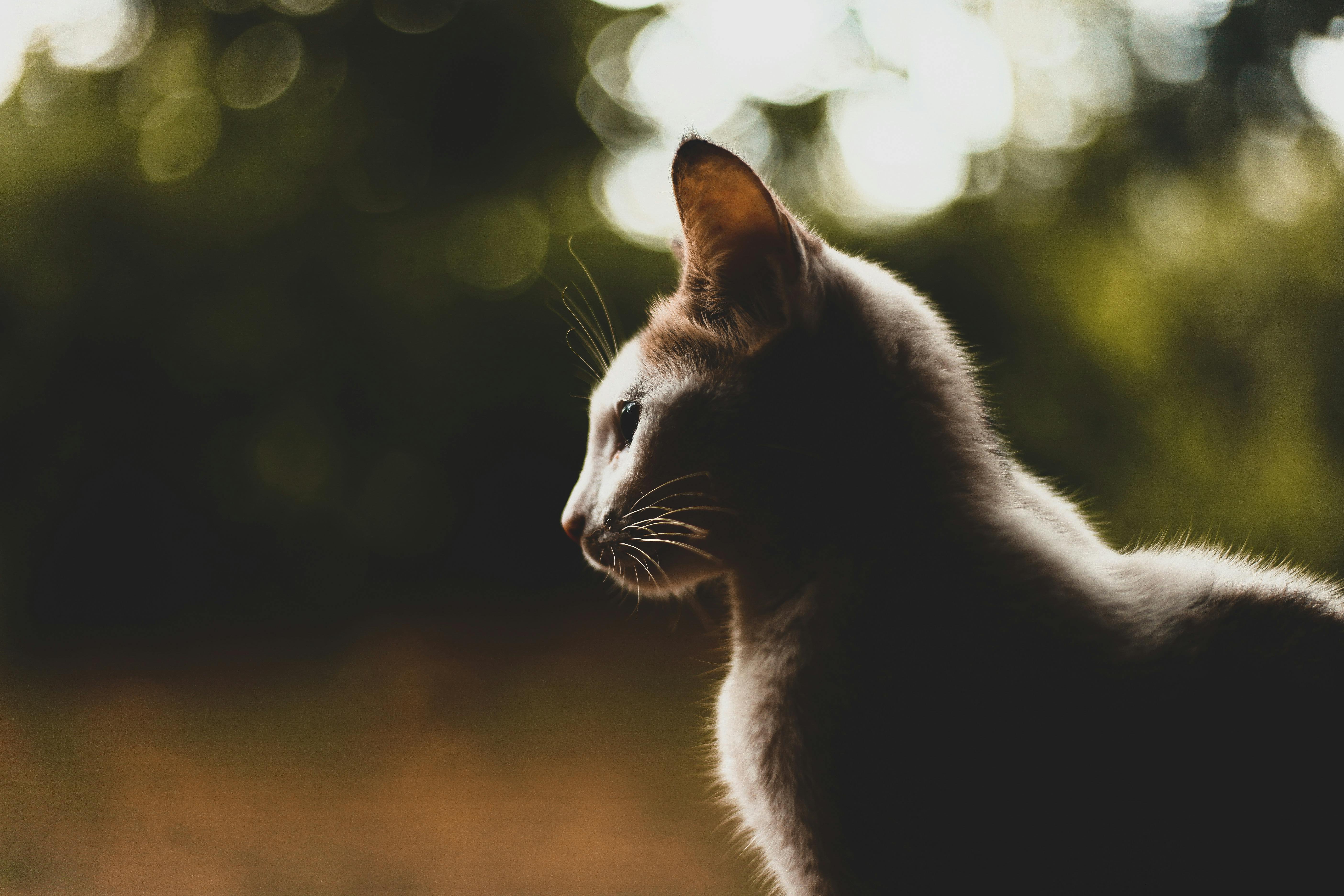 portrait picture of a short coated cat