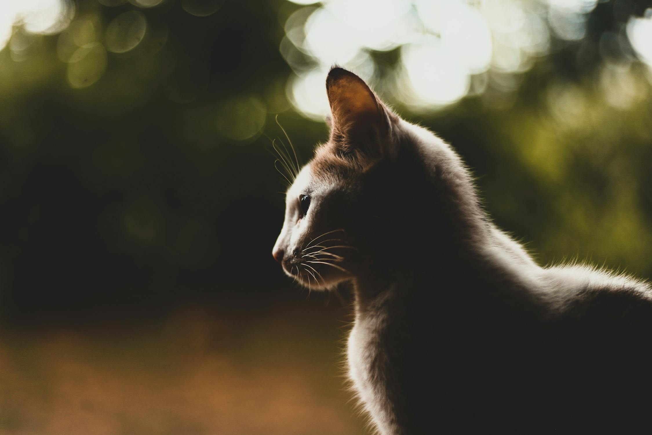 Portrait picture of a Short Coated cat · Free Stock Photo