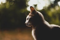 捕捉到一只短发猫在喜怒无常的户外环境中的宁静侧视图