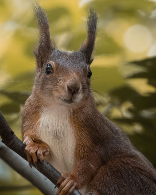 Free Charming close-up of a playful squirrel perched on a tree branch among lush foliage. Stock Photo
