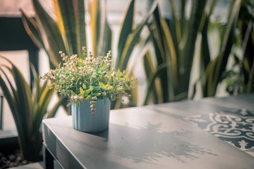 Planta Em Vaso Na Mesa