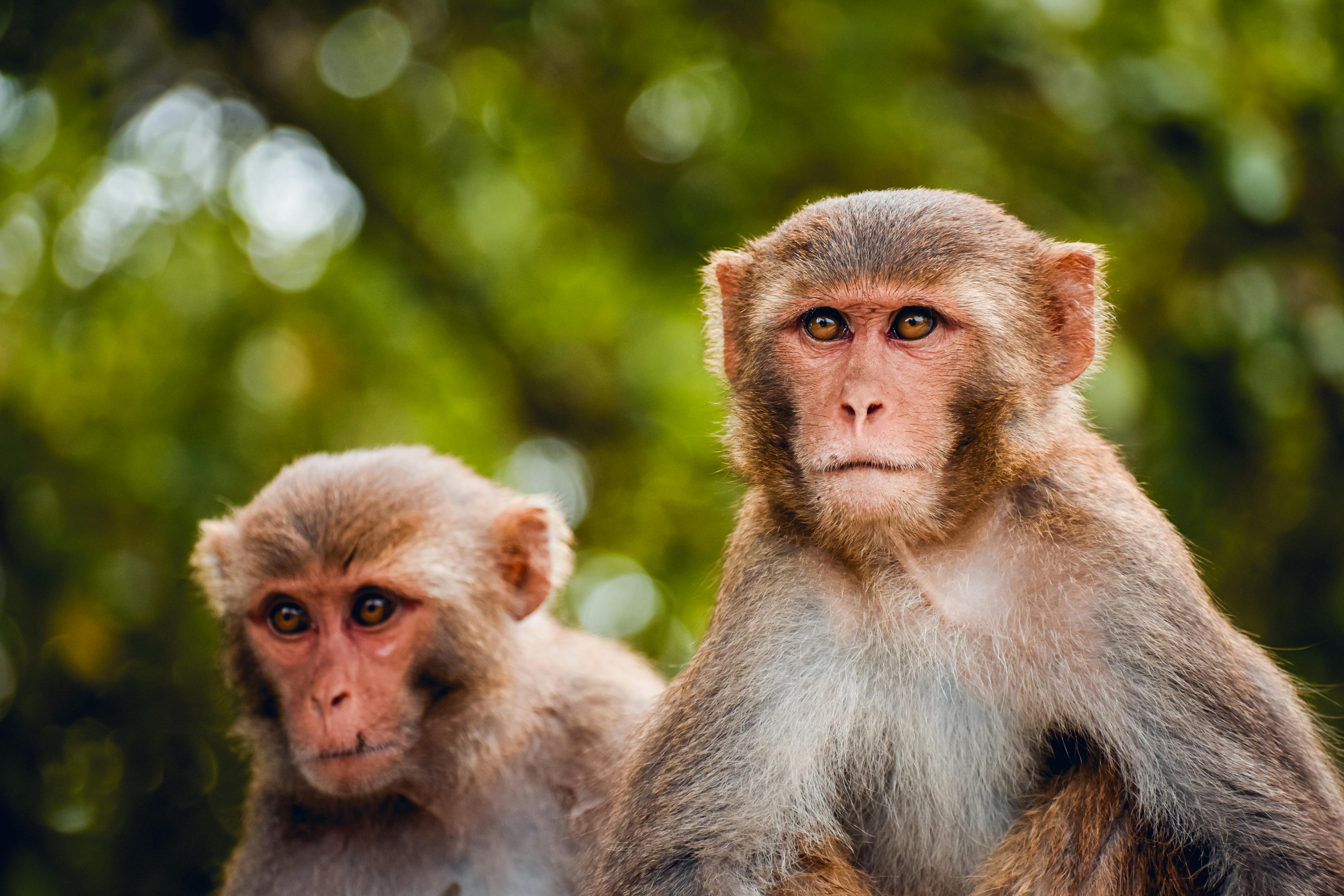Macaques in Jungle · Free Stock Photo