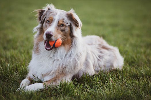 Collie image image_3