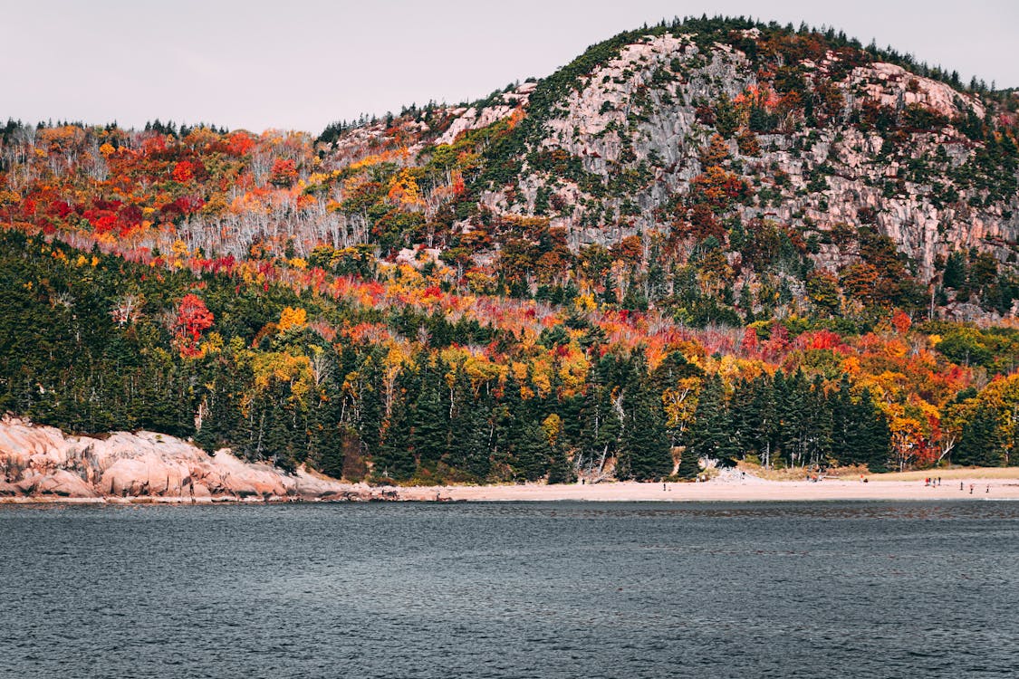 Mountain Covered With Trees