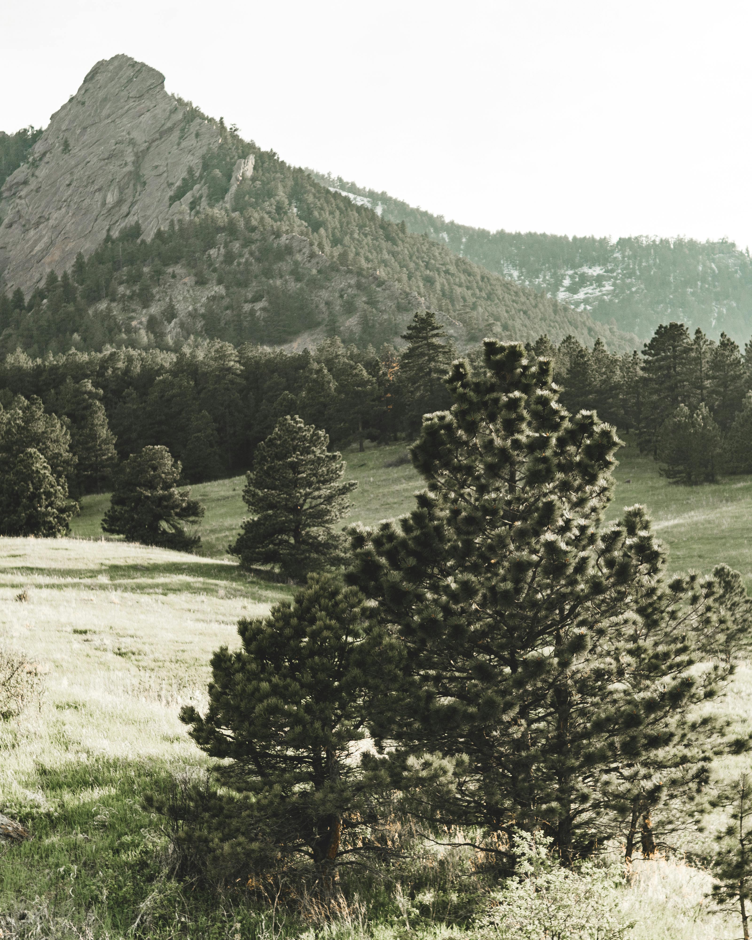 在春天，探索松树林的宁静之美，并捕捉背景中雄伟的岩石峰