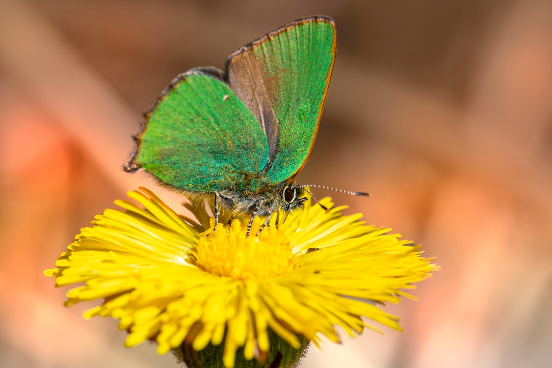 Бесплатное стоковое фото с бабочка, бабочки, Биология