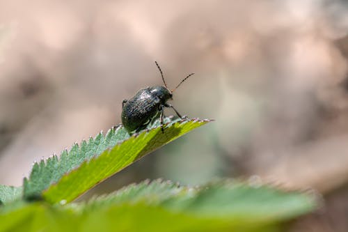 Δωρεάν στοκ φωτογραφιών με beetle, diabrotica virgifera, άγρια φύση