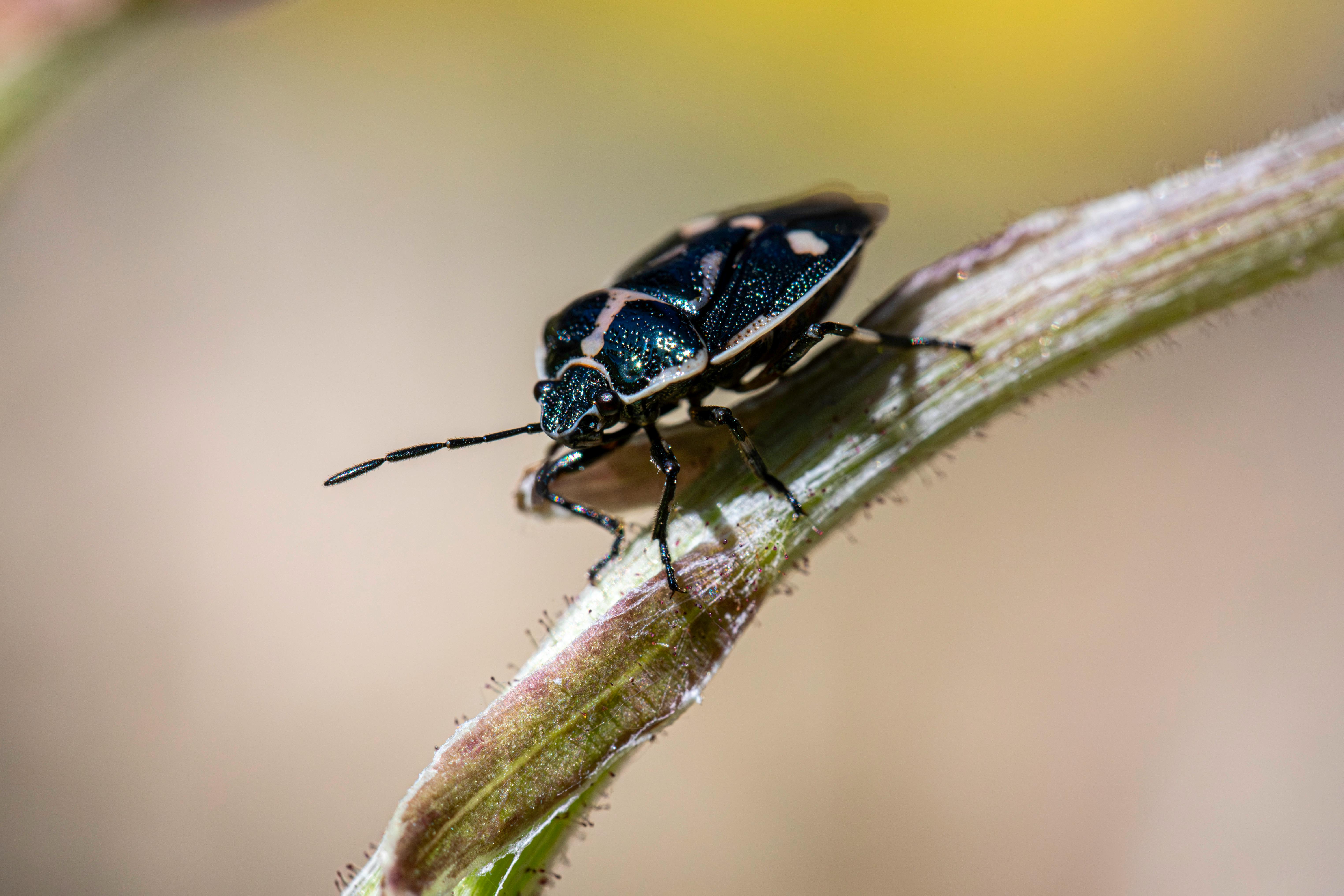 Macro shot of a Eurydema oleracea shield bug perched on a plant stem with soft focus background.