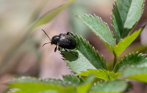 Ingyenes stockfotó beetle, diabrotica virgifera, fenntartható gazdálkodás témában