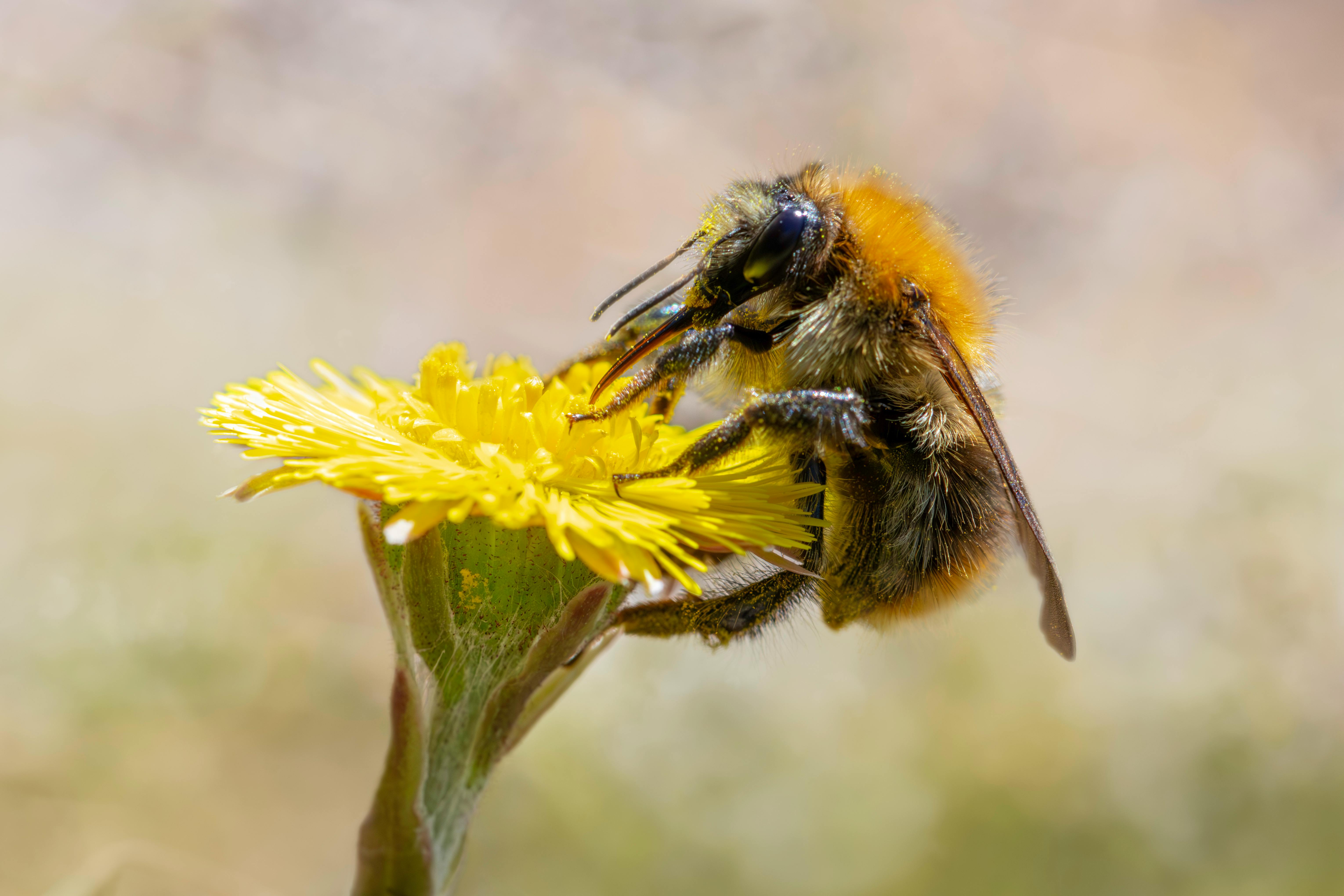 A detailed close-up of a common carder bee pollinating a vibrant yellow flower in spring.