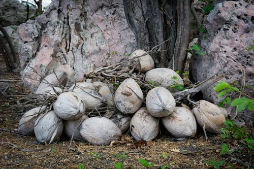 Brown Coconut Shells