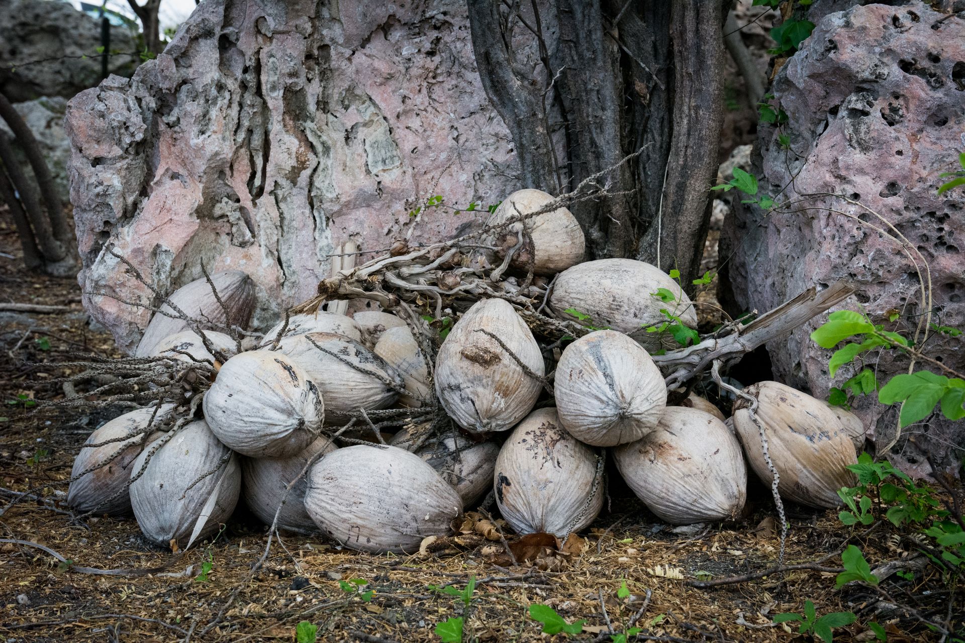 A pile of dried coconuts against textured rock with natural elements.
