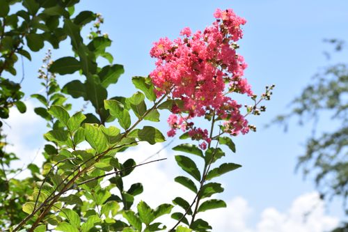 Free stock photo of beautiful flowers Stock Photo