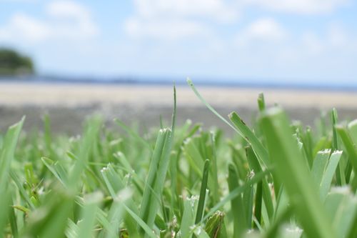 Free stock photo of grass Stock Photo