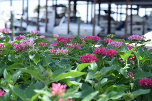 Free stock photo of beautiful flowers Stock Photo