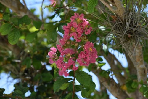 Free stock photo of beautiful flower Stock Photo