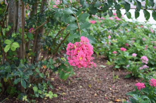 Free stock photo of beautiful flower Stock Photo