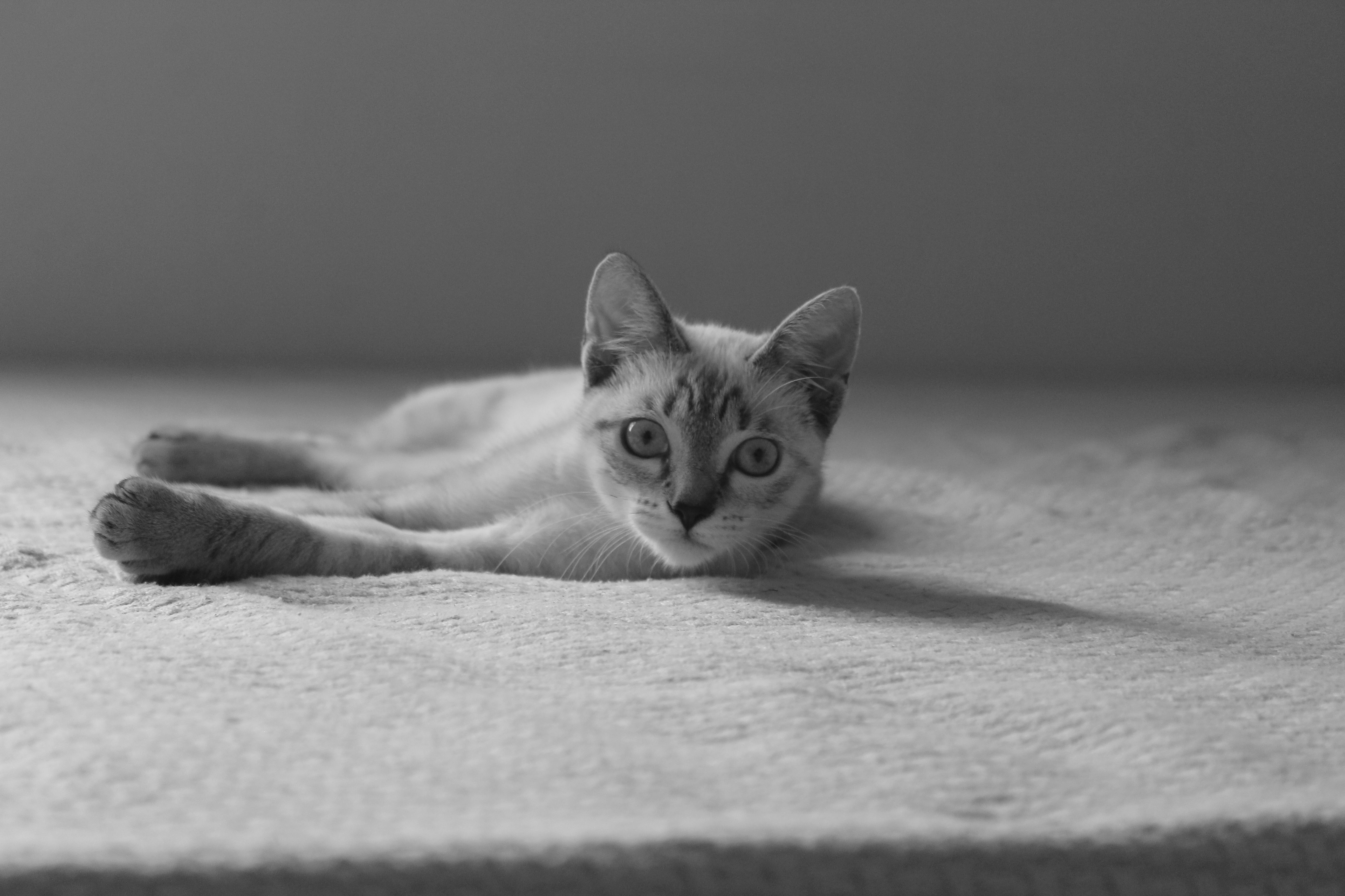 Um lindo gatinho cinza deitado em uma cama, exalando calor e conforto em ambientes internos.