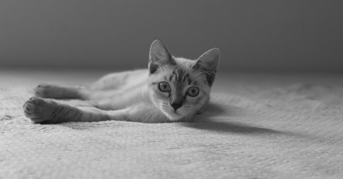 Um lindo gatinho cinza deitado em uma cama, exalando calor e conforto em ambientes internos.