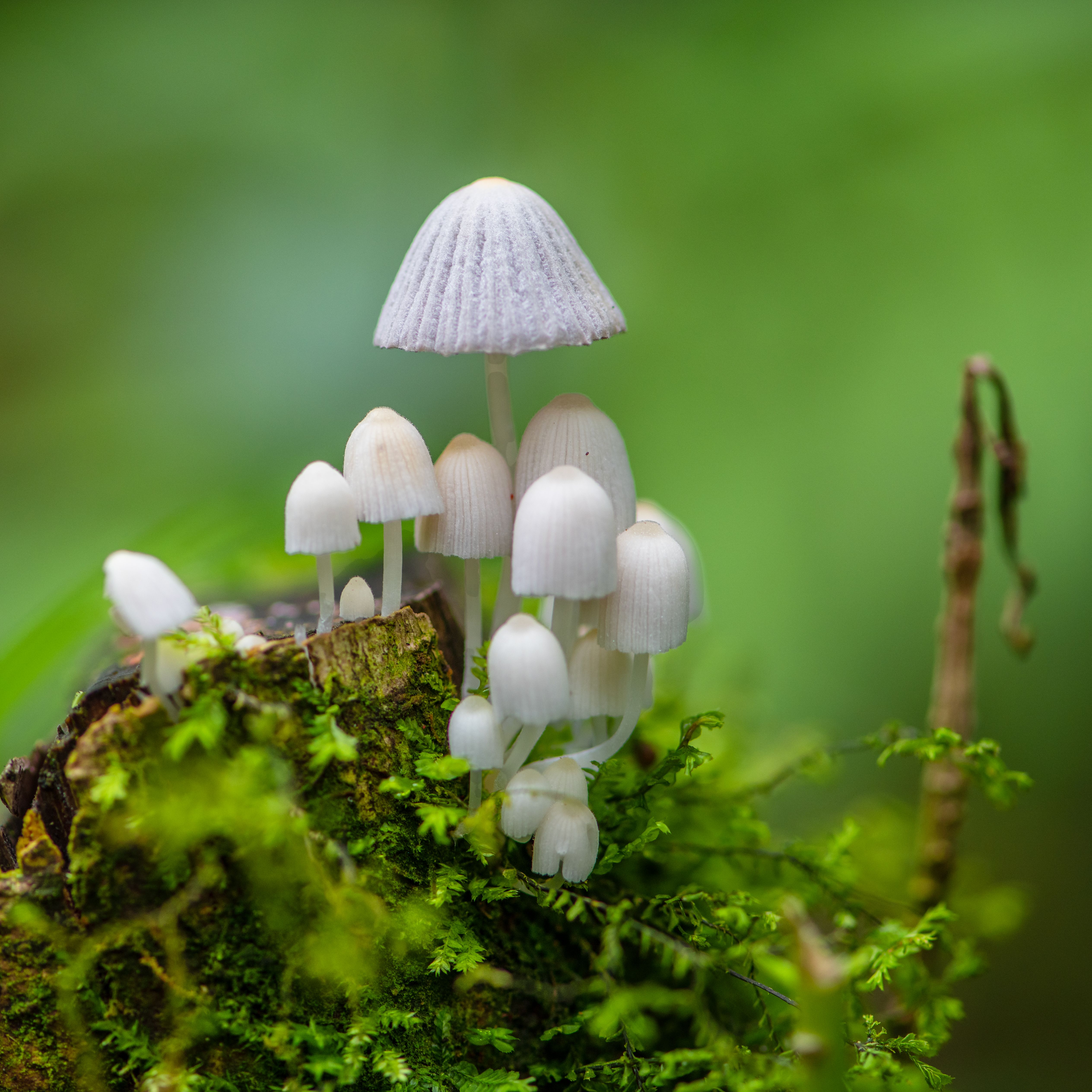 Hongos · Free Stock Photo