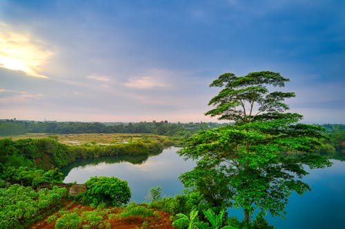 Green Tree Across Body of Water