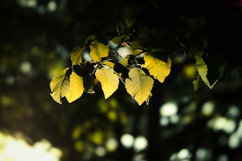 Kostnadsfri bild av bakgrundsbelysning, falla bakgrund, torrt löv