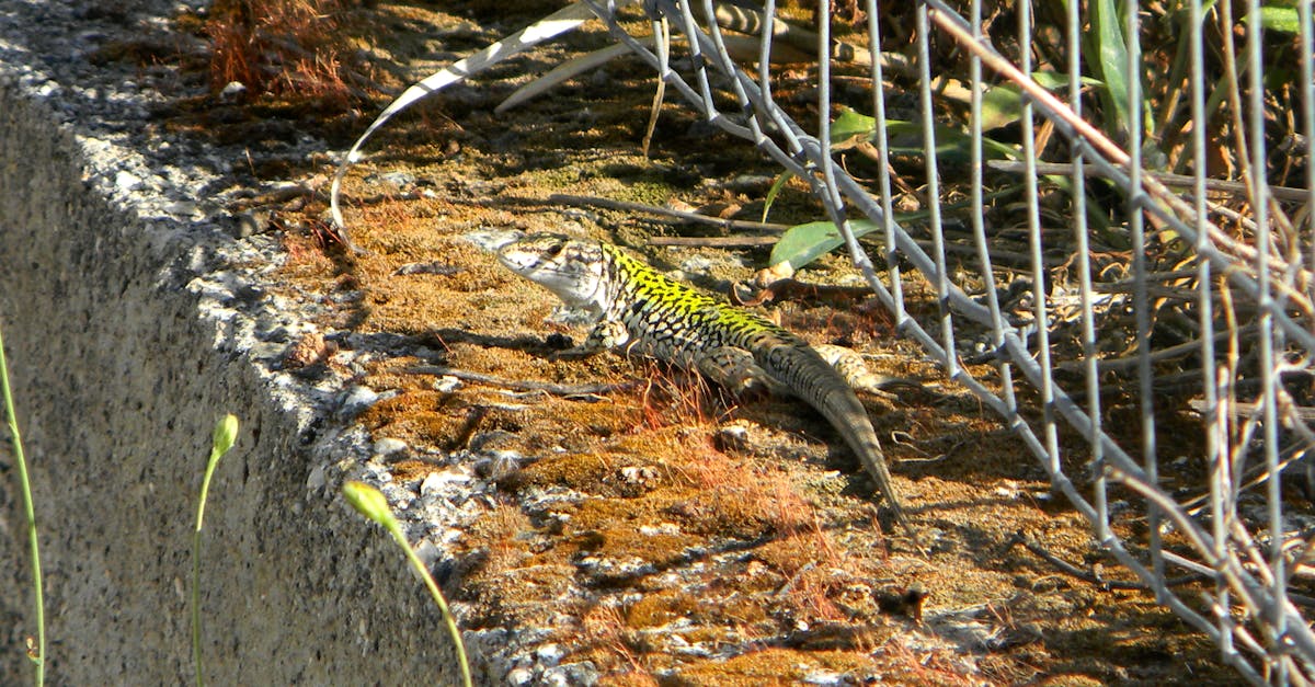 Free stock photo of camoflage, lizard