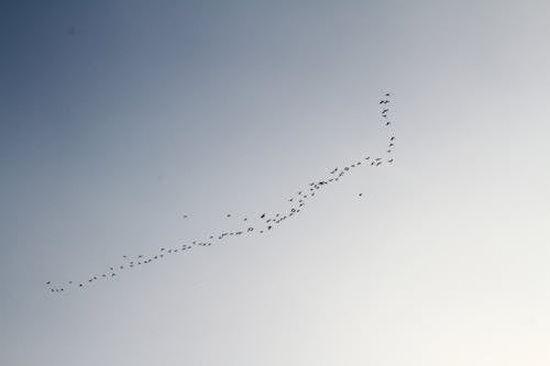 Flock of Birds Flying Under White and Blue Sky
