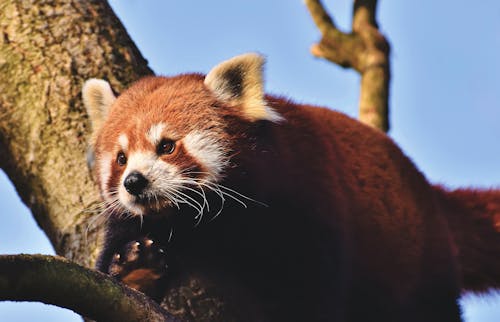 red panda wallpaper 1080p